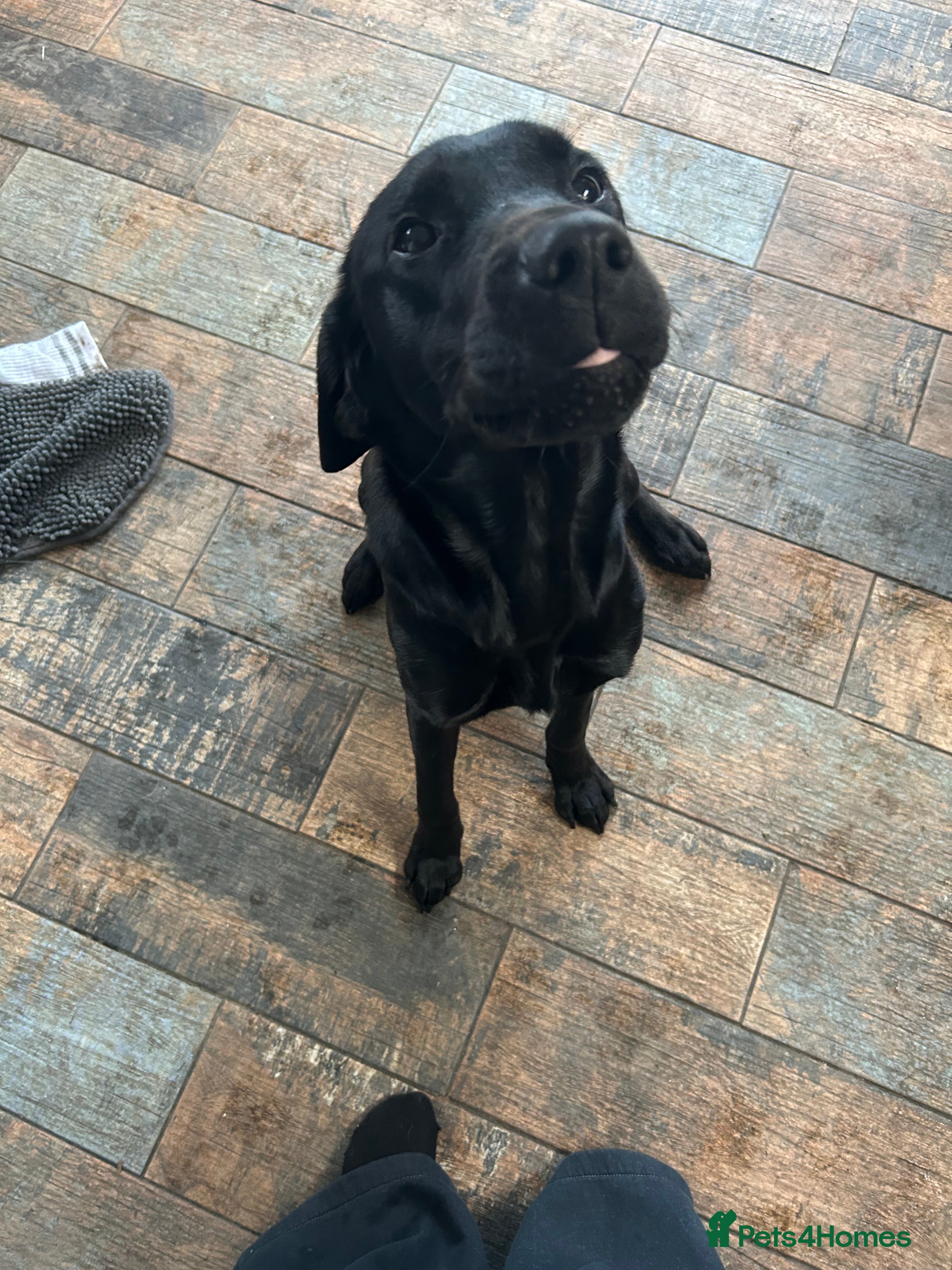 Labrador Retriever dogs Black lab  - Advert 4