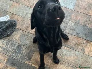 Labrador Retriever dogs Black lab - Advert 4