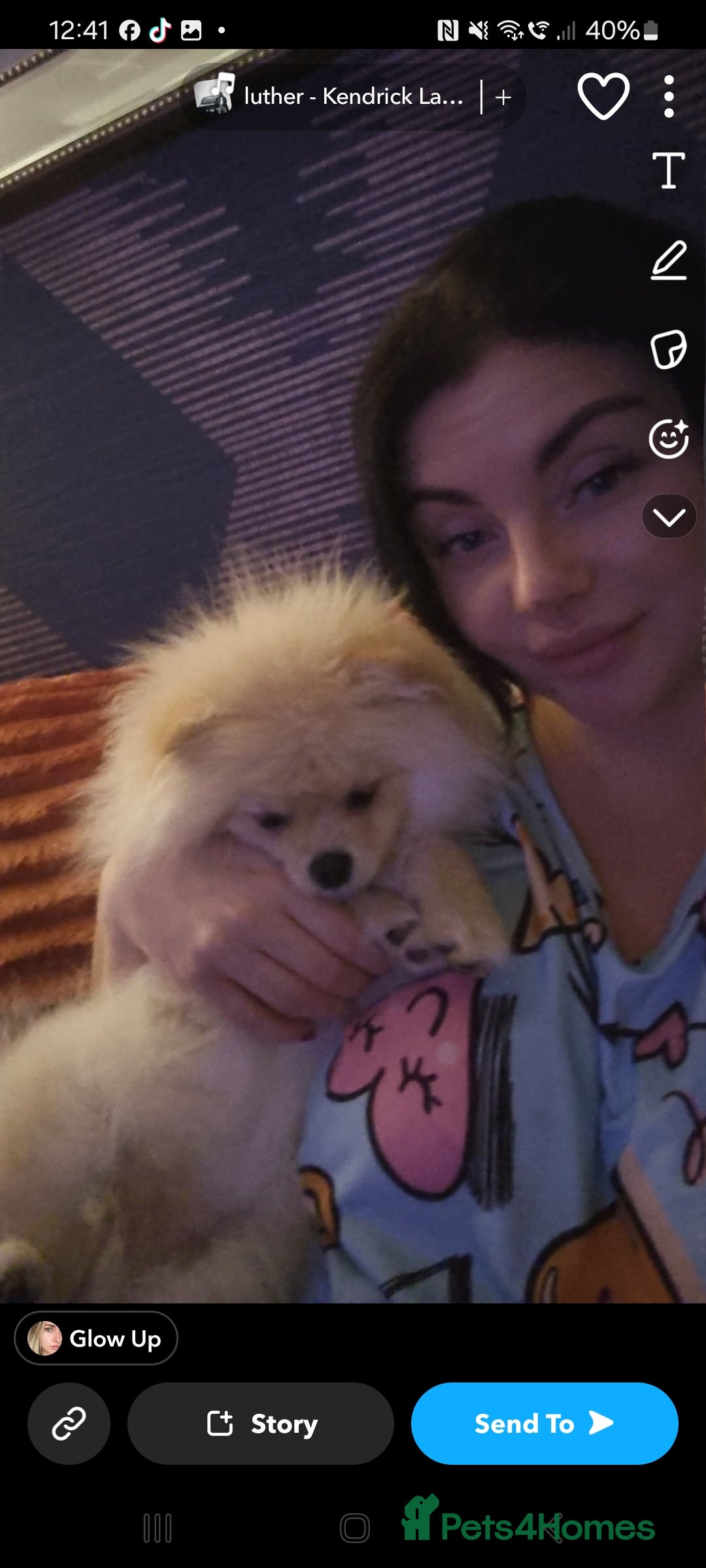 Pomeranian dogs for sale: Beautiful tiny Pomeranian Puppy   - Advert 9