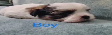Boy