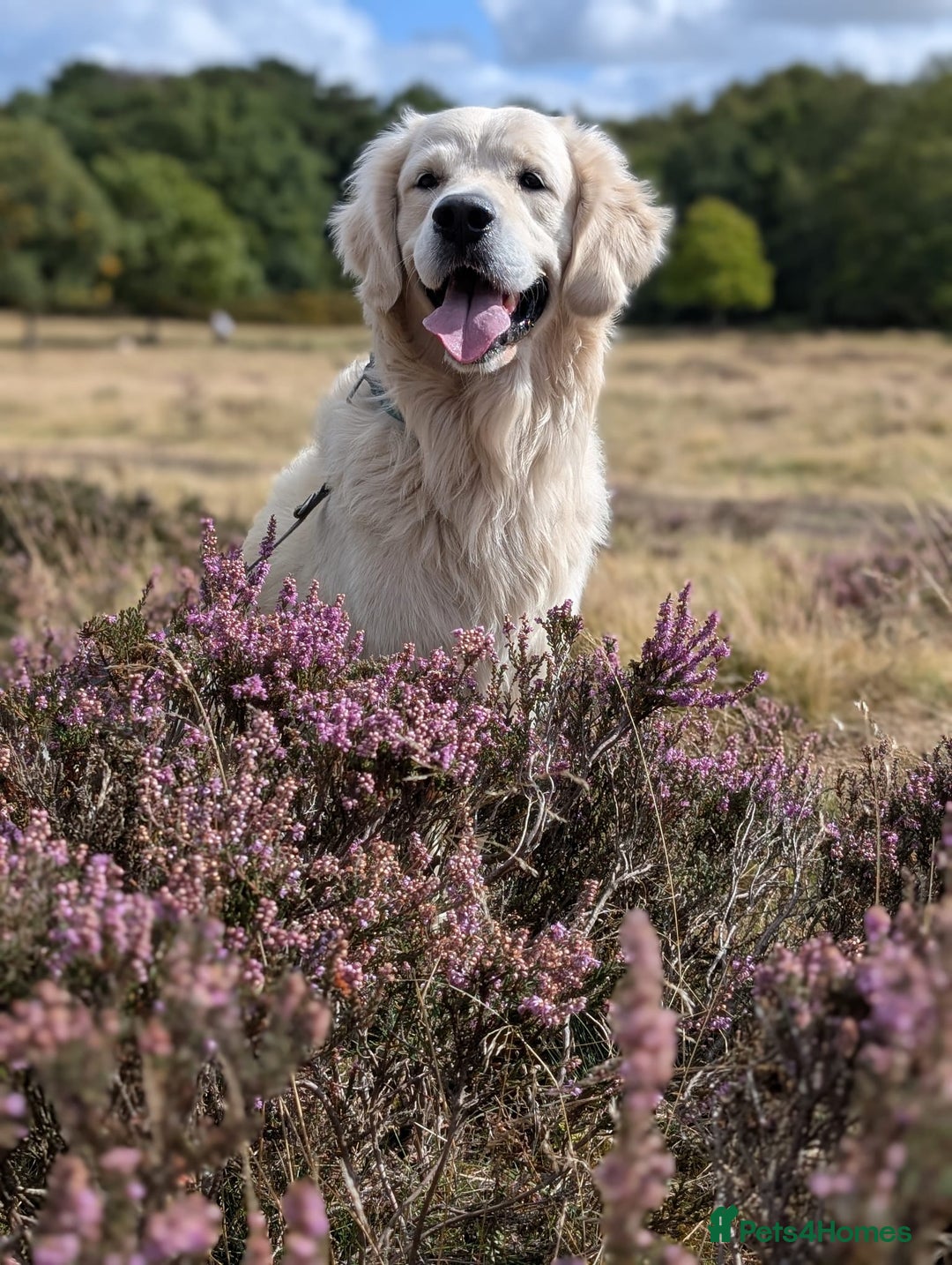 Golden Retriever dogs for sale: Pure Bred Golden Retriever Puppies for Sale - Advert 3