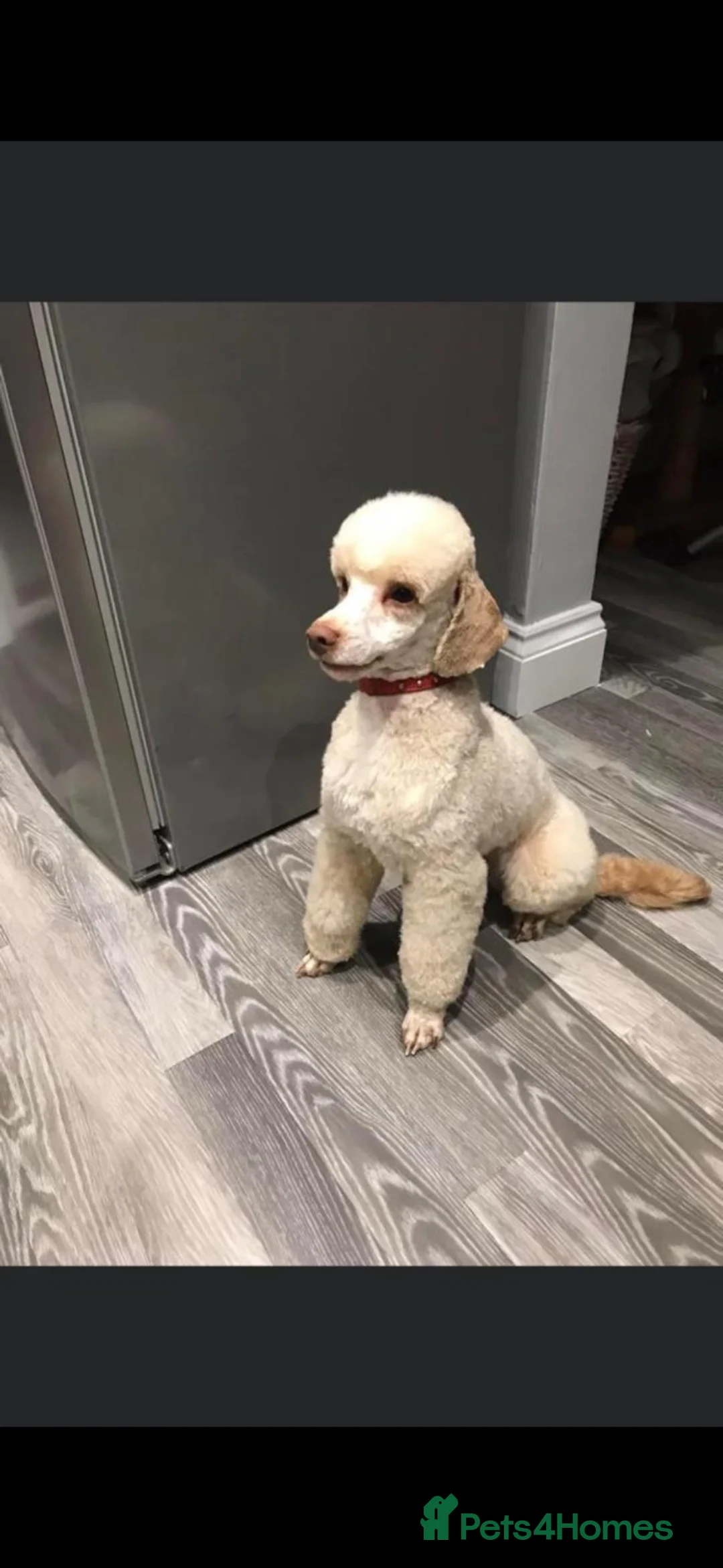 Toy Poodle dogs for sale: Toy poodle  - Advert 4