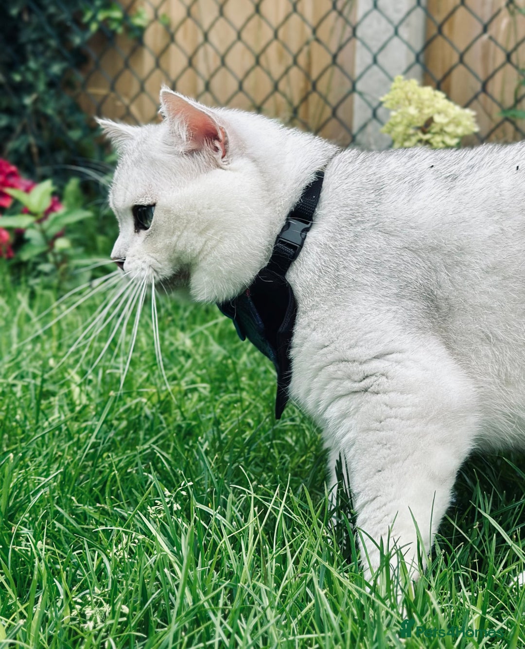 British Shorthair cats for stud: GCCF BSH (NS12) for stud  in Ipswich - Advert 4