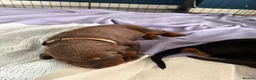 Dobermann dogs for sale: 1 Beautiful Female Doberman Puppy  - Advert 7