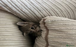Domestic Shorthair cats for sale: 3 kittens for sale - Image 9