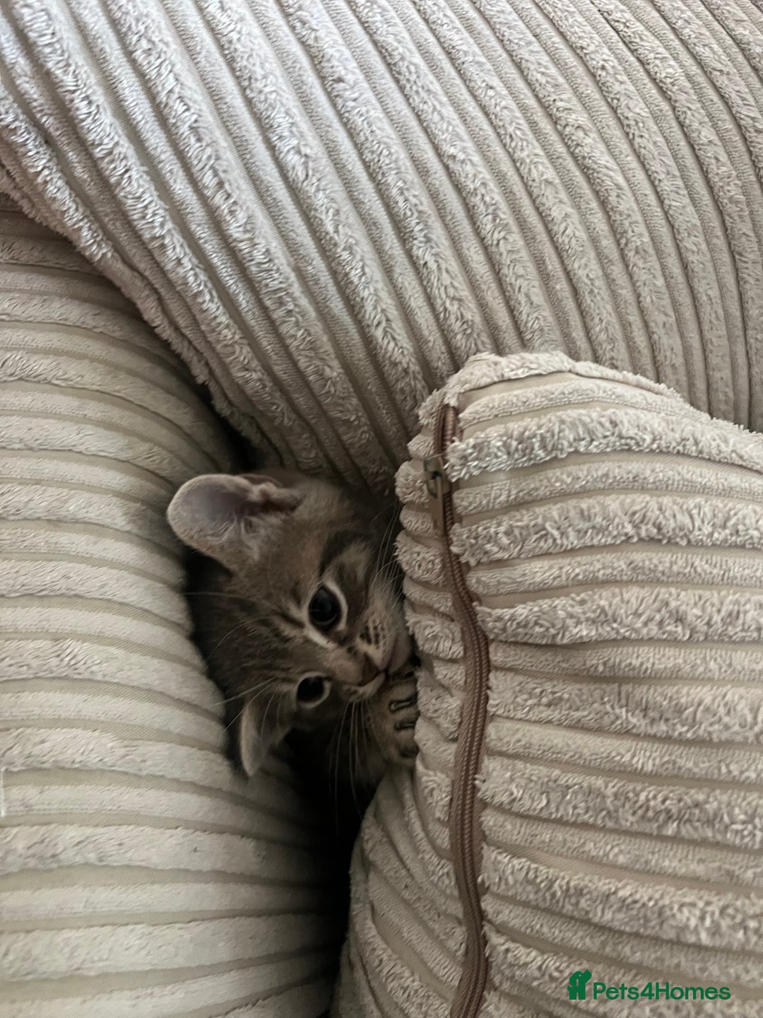 Domestic Shorthair cats for sale: 3 kittens for sale - Image 9