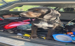 Bocker dogs for stud: Bocker (Spaniel/Beagle) for stud  in Bracknell - Image 6