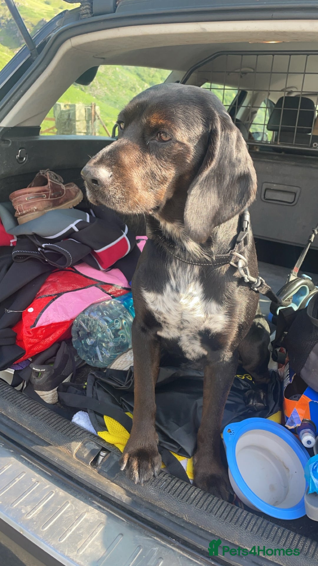 Bocker dogs for stud: Bocker (Spaniel/Beagle) for stud  in Bracknell - Image 6
