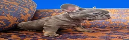 French Bulldog dogs for sale: 🌟REDUCED🌟only one girl and one boy left - Advert 18