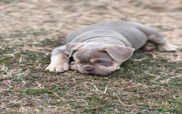 Mixed Breed dogs for sale: Bulldog x staff puppies  - Image 6