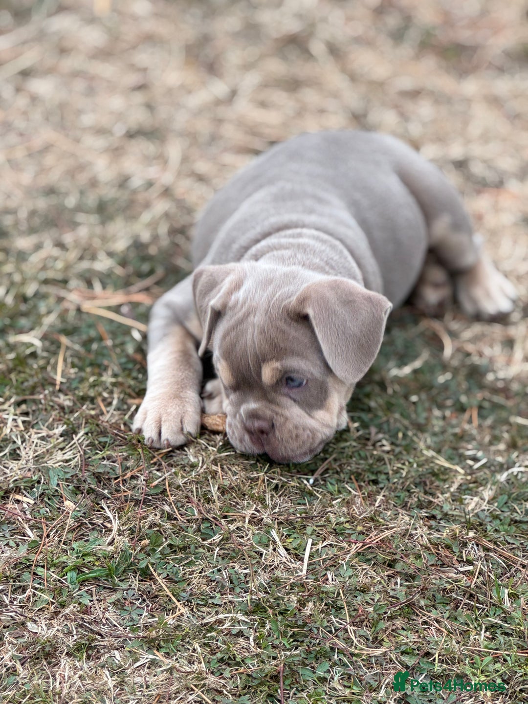 Mixed Breed dogs for sale: Bulldog x staff puppies  - Image 6