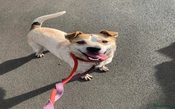 Mixed Breed dogs for adoption: Meet Barry,currently residing in Cheshire  - Image 9