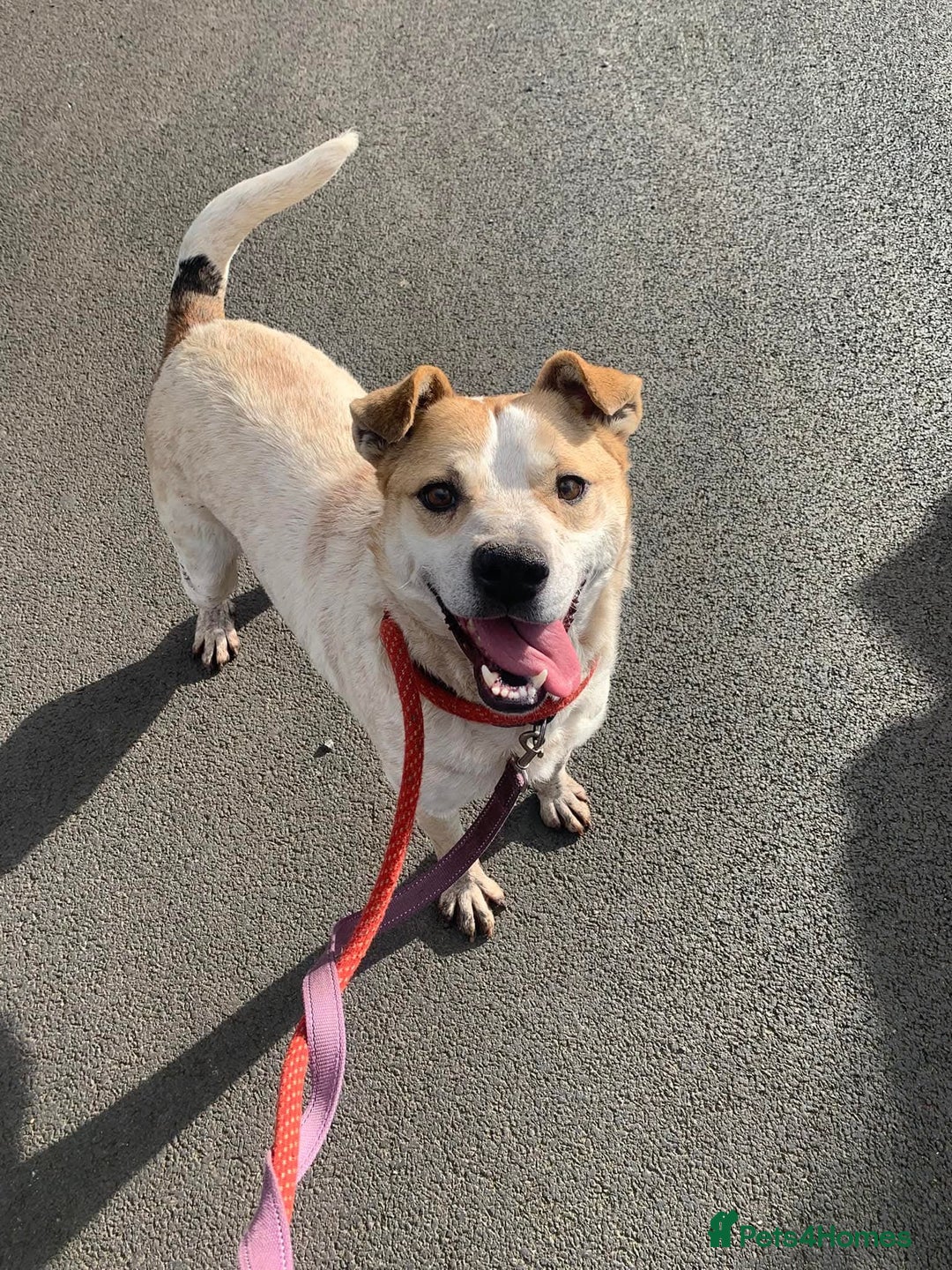 Mixed Breed dogs for adoption: Meet Barry,currently residing in Cheshire  - Image 9