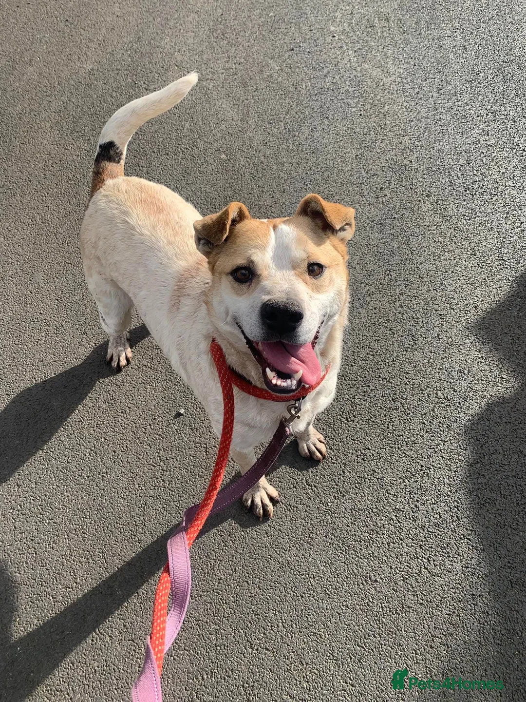 Mixed Breed dogs for adoption: Meet Barry,currently residing in Cheshire  - Advert 9