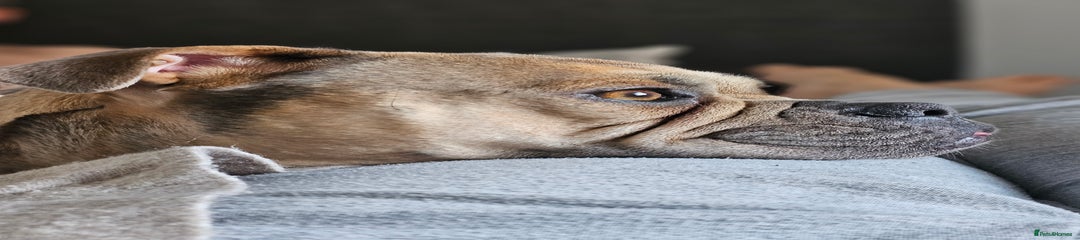 💕 Ivy – 4-Year-Old Old Tyme Bulldog × American Bulldog 💕