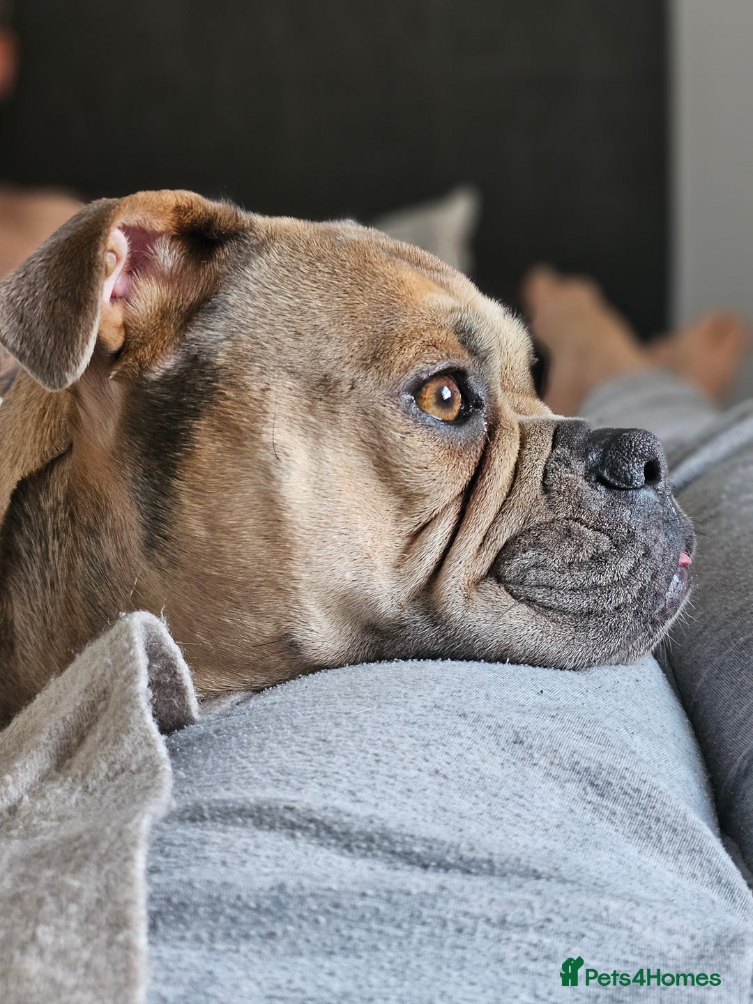 Mixed Breed dogs for sale: 💕 Ivy-Old Tyme Bulldog × American Bulldog 💕 - Image 2