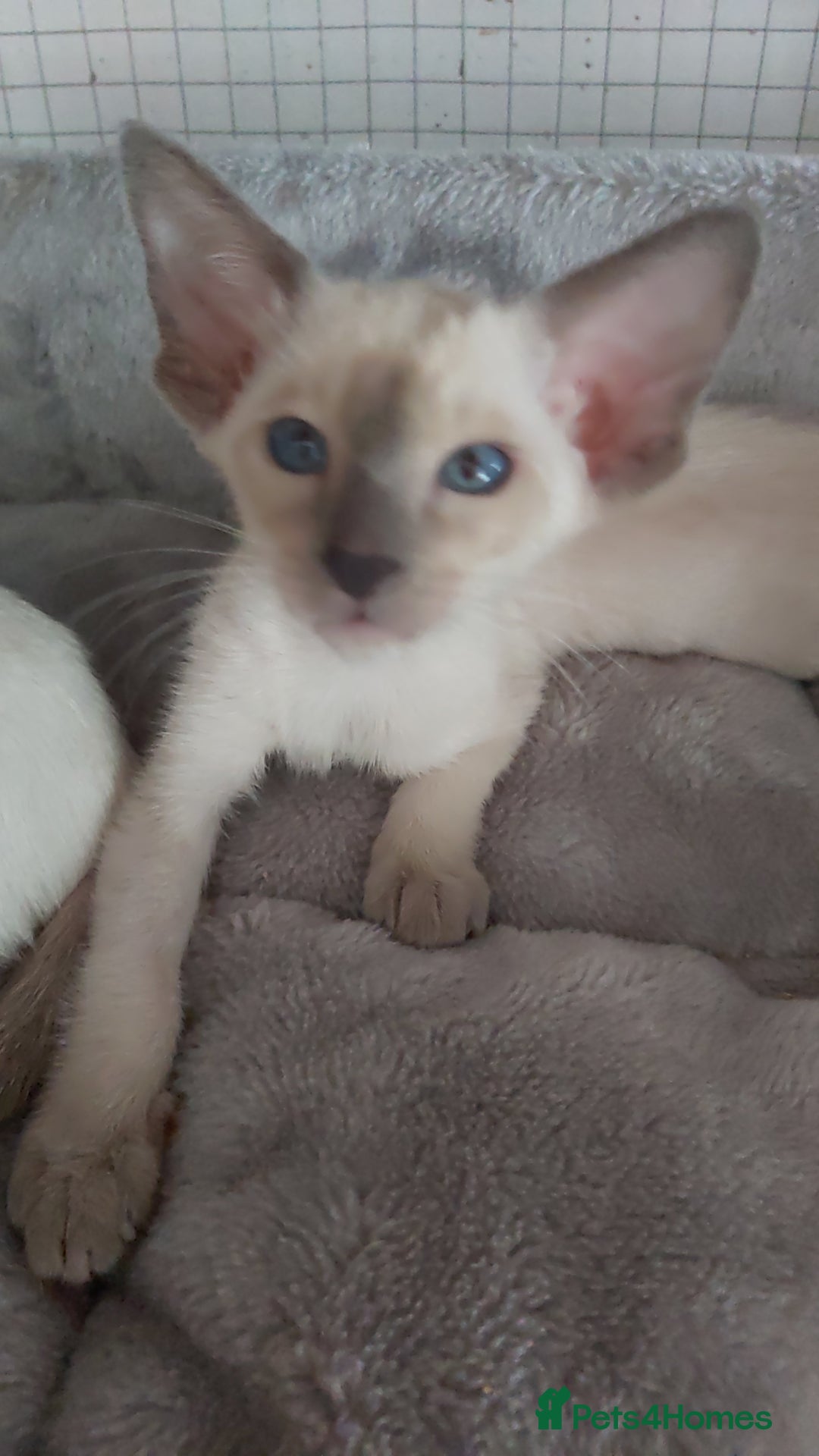 Oriental cats for sale: Full Pedigree Oriental 6 Kittens XL size ears GCCF - Image 11