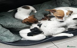 Jack Russell dogs for sale: Miniature Jack Russell’s  - Image 10