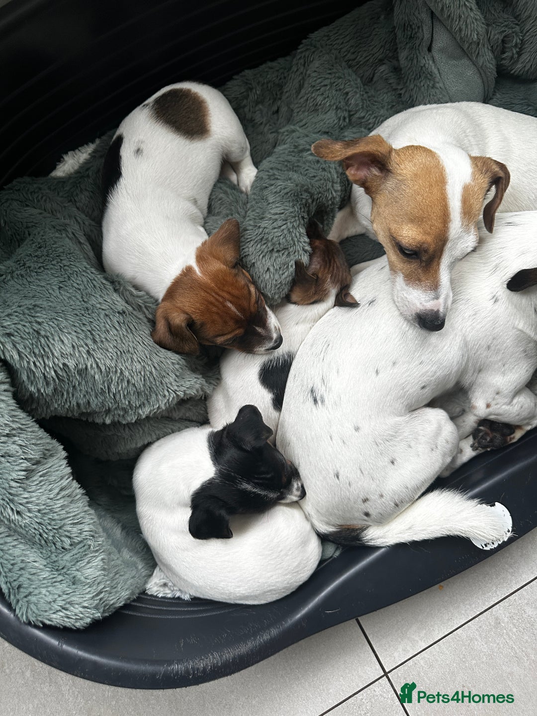 Jack Russell dogs for sale: Miniature Jack Russell’s  - Image 10