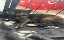 Maine Coon cats for sale: Maine Coon Kittens  - Image 1