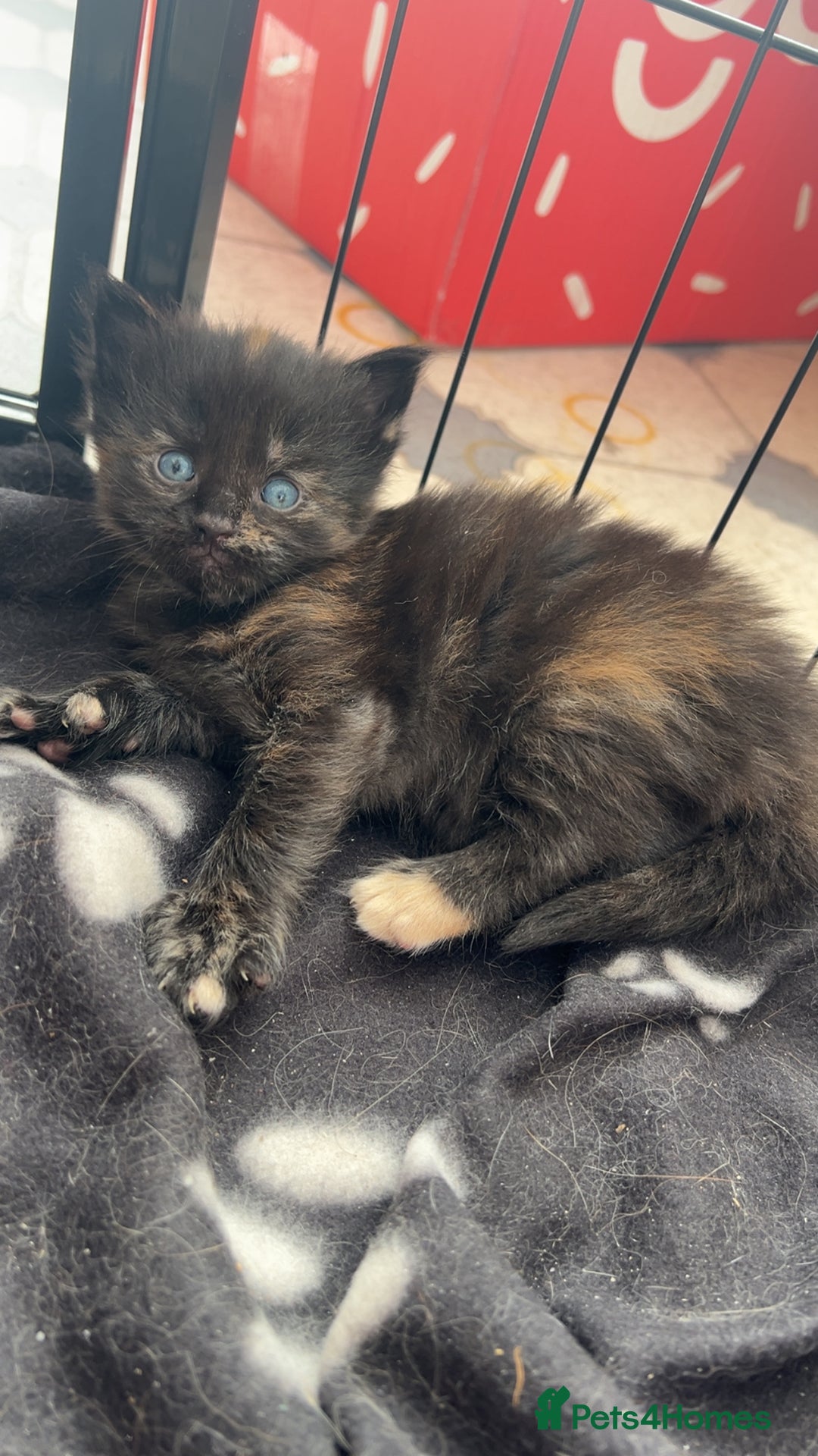 Maine Coon cats for sale: Maine Coon Kittens  - Image 1