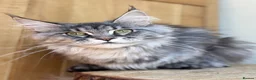 Maine Coon cats for sale: Beautiful Maine Coon females - Advert 8