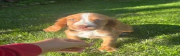 Cocker Spaniel dogs for sale: 3 cocker spaniel puppies looking for new homes  in Wisbech - Advert 8
