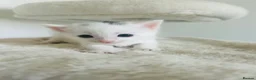 Turkish Van cats for sale: Beautiful Turkish van kittens for sale.  - Advert 6