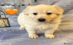 German Shepherd dogs for sale: KC White & Black&Tan German Shepherd Females!👀🏡 - Advert 2