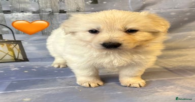 German Shepherd dogs KC White & Black&Tan German Shepherd Females!👀🏡 - Advert 2