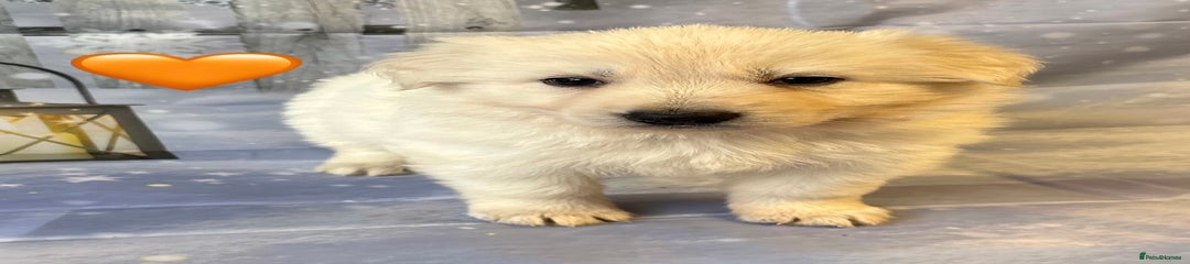 Orange Collar Female WHITE
