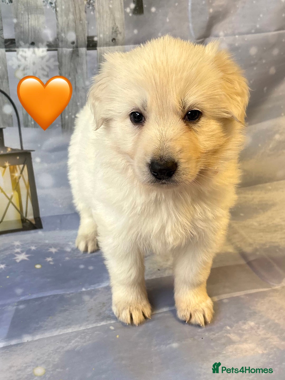 German Shepherd dogs for sale: KC White & Black&Tan German Shepherd Females!👀🏡 - Advert 2