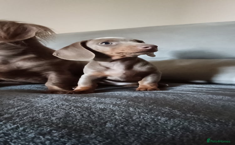 Miniature Dachshund dogs - Advert 2