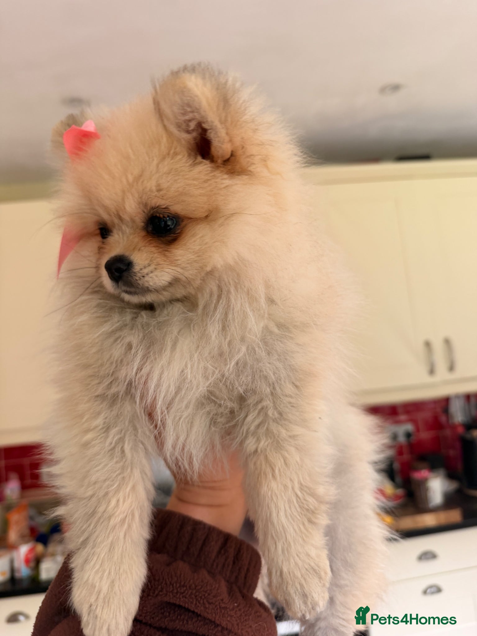 Pomeranian dogs ✨Exceptional Pomeranian Puppy -Ready Now✨ - Advert 16