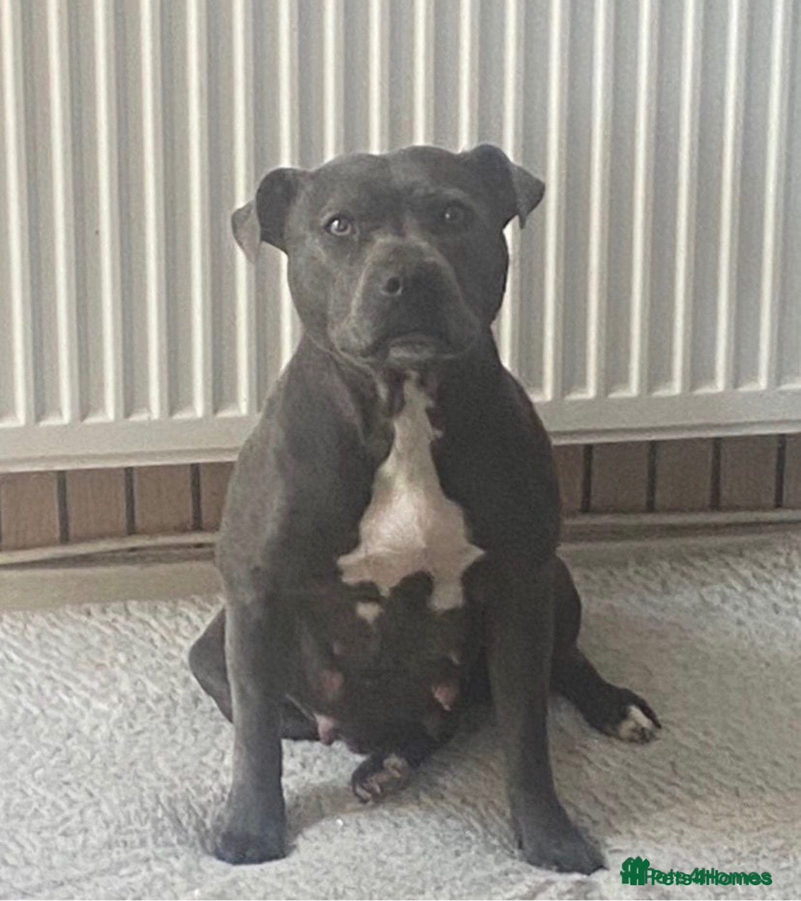 Mixed Breed dogs Blue American staffies - Advert 9