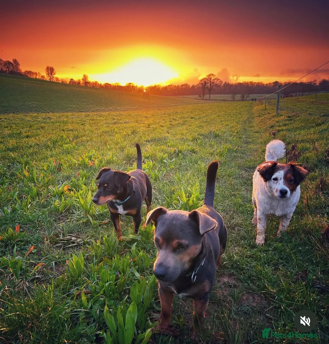 Jack Russell dogs for stud: Jack Russell Stud Blue & Tan in Hailsham - Advert 2