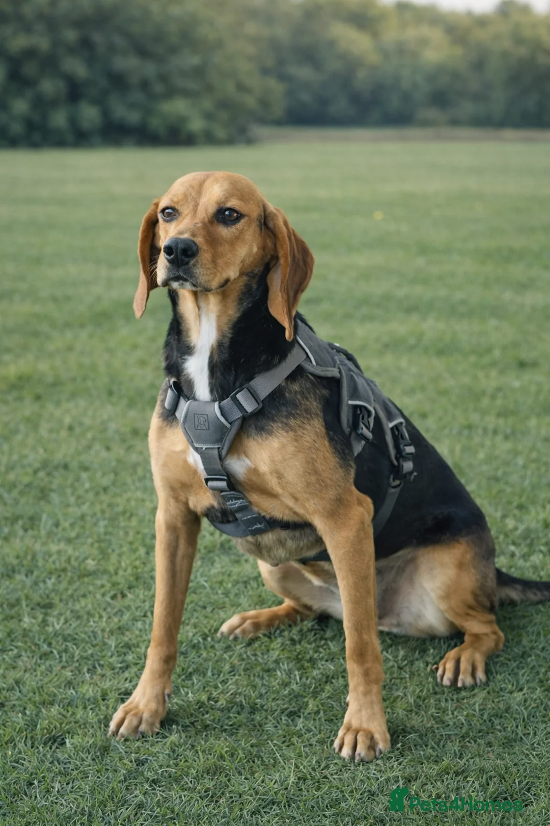 Mixed Breed dogs for adoption: Elsi was once unwanted now she is ready to belong - Advert 6