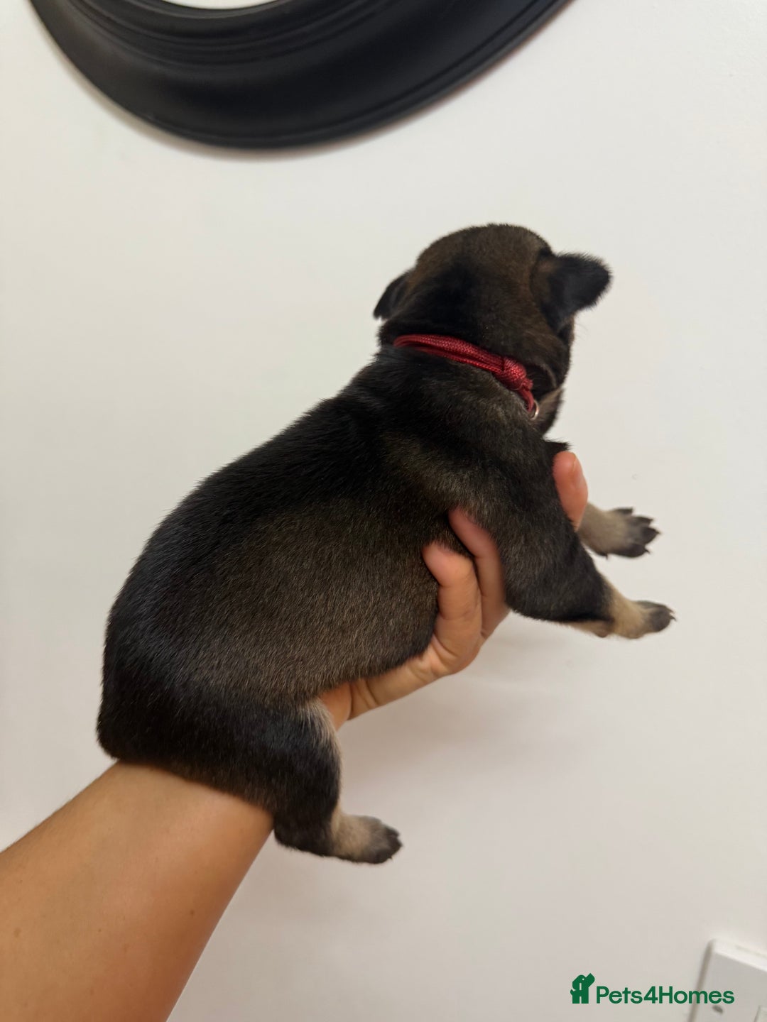 Mixed Breed dogs for sale: Weimaraner / German Shepherd puppies - Advert 4