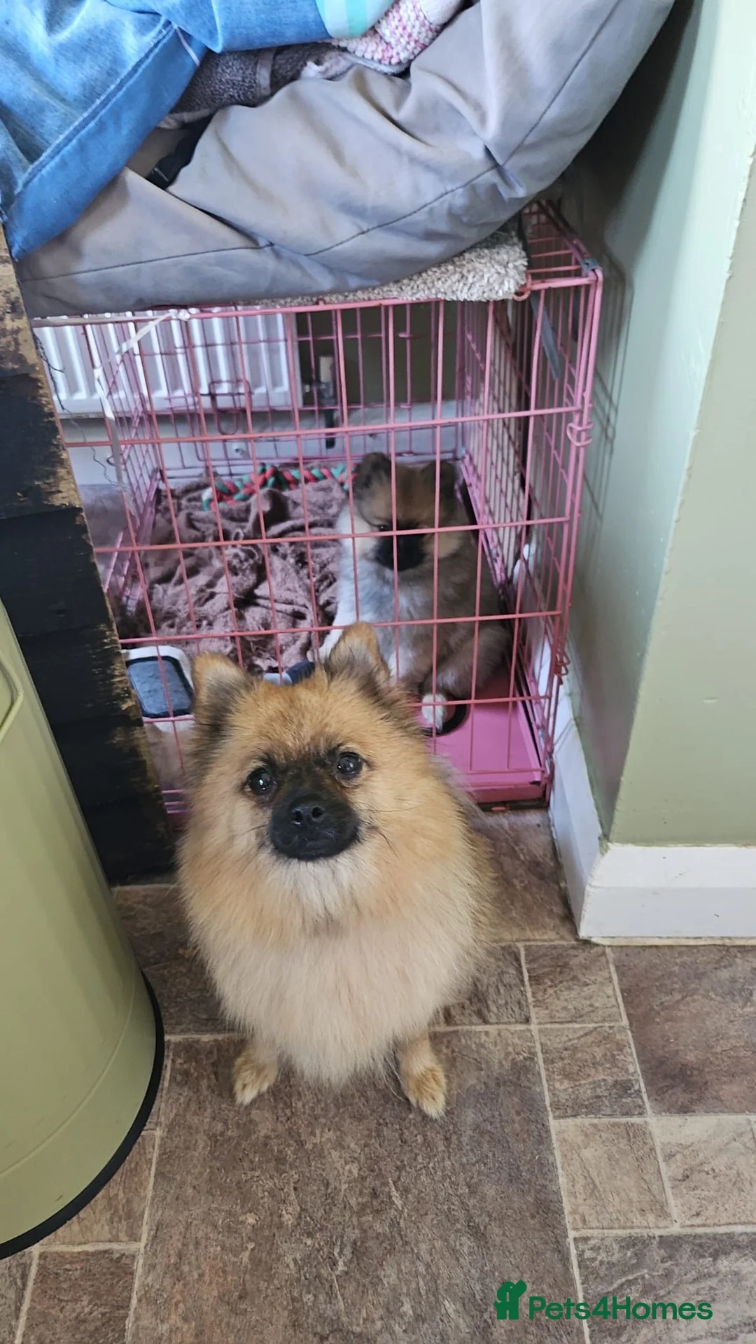 Pomeranian dogs for sale: Beautiful Pomeranian puppies  in Wakefield - Advert 2