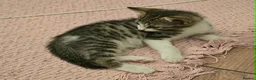 Domestic Shorthair cats for sale: Adorable kittens in London - Advert 9