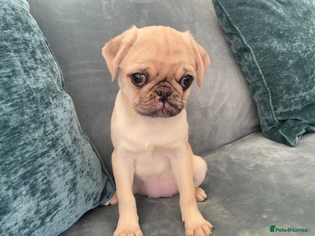 Pug dogs for sale: Pug Puppies  - Image 7