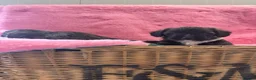 Mixed Breed dogs for sale: F1 Cairndoodle Puppies  - Advert 26