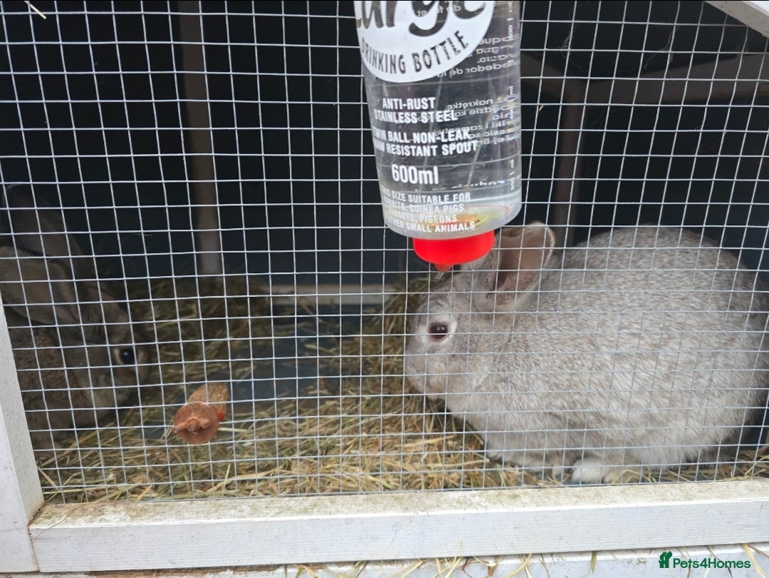 British Giant rabbits for sale: Female rabbit aged 2 and male rabbit aged 1 - Image 2