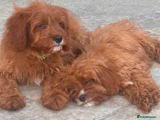 Cavapoo dogs REDUCED READY fully health tested F1 Cavapoo Girls - Advert 2