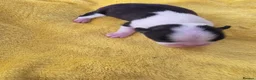 Boston Terrier dogs for sale: Lovely litter of boston terriers  - Advert 3