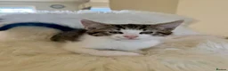 Maine Coon cats for sale: 🐾 Five Beautiful Maine Coon Cross Kittens - Advert 9