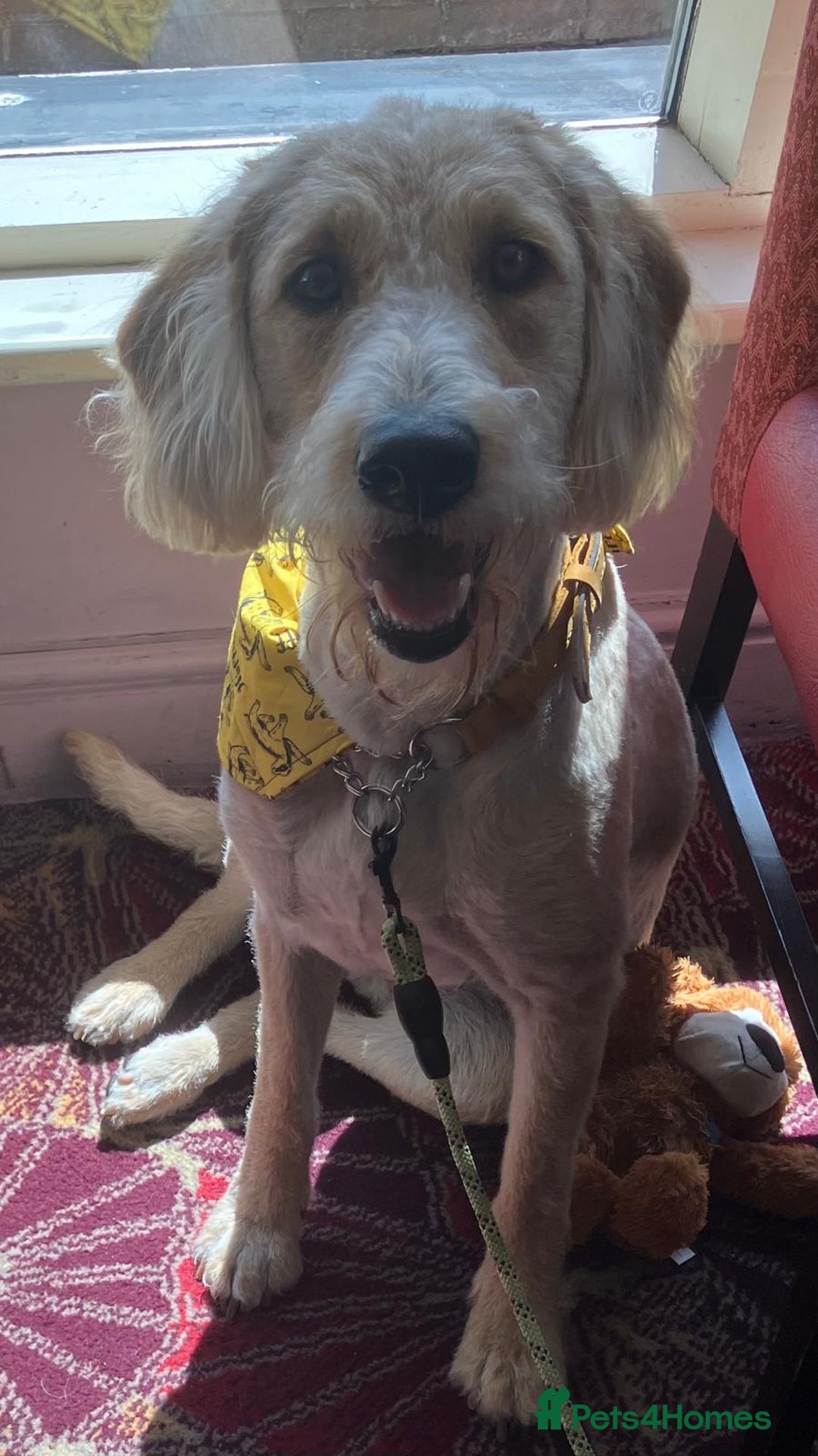 Labradoodle dogs for sale: F1B Labradoodle puppies - Advert 2