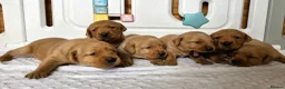 Labrador Retriever dogs for sale: 6 BEAUTIFUL FOX RED KC LABS, HEALTH TESTED PARENTS - Advert 7