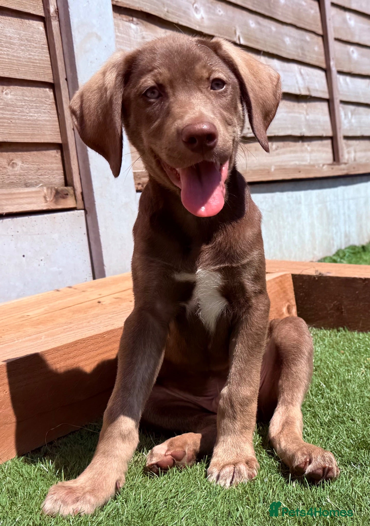Mixed Breed dogs ONE BOY Husky Shepherd x Weimaraner READY NOW  - Advert 1