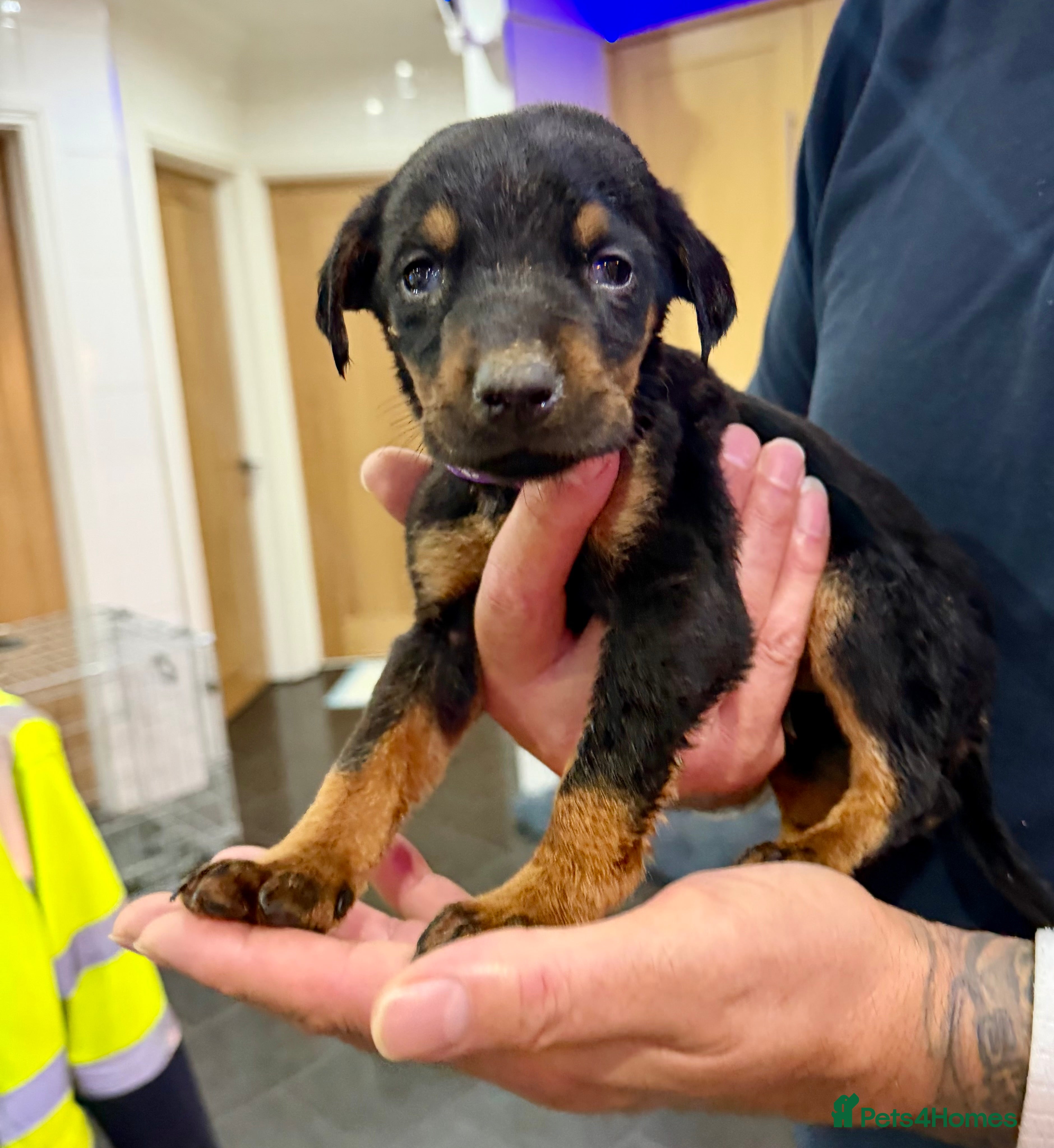 Mixed Breed dogs Doberman X puppies for sale  - Advert 4